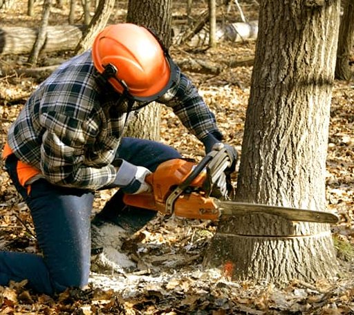 Tree Removal in Walnut, IL